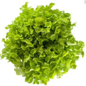Lettuce Kireve RZ (83-86) Seed
