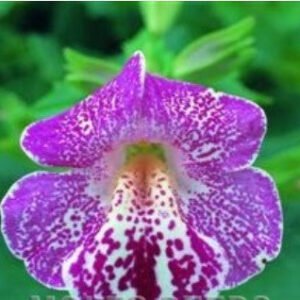Mimulus Magic White Flame F1 Hybrid Seeds