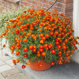 French Marigold Firebird 10 Seeds