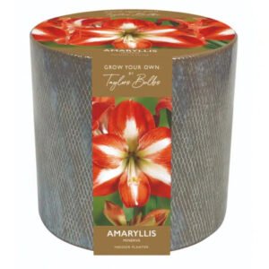 Amaryllis Bulb Minerva with Ceramic Planter