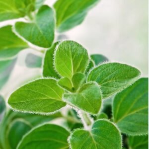 Kings Seeds Herb Oregano Greek Seeds