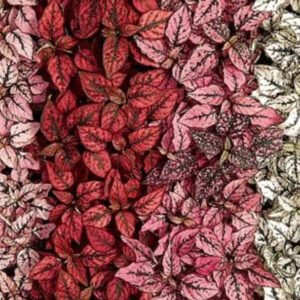 Hypoestes Splash Select Mix Seeds