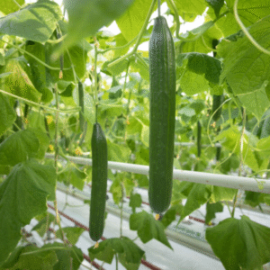 Organic Cucumber Proloog RZ F1 (24-148) Seeds