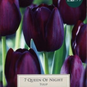 Taylors - Tulip Queen of Night - 11/12cm - 7 Bulbs