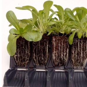 Haxnicks - Rapid Rootrainers