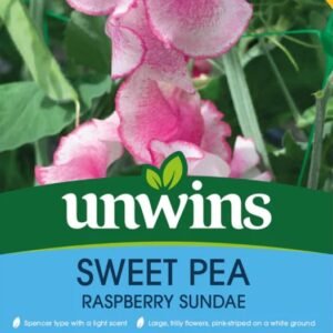 Unwins Flower Sweet Pea Raspberry Sundae - 21 Seeds