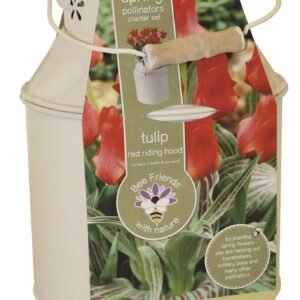 Bees Friends Tulip - Red Riding Hood - Bulb Spring Flower Milk Churn Growing Kit