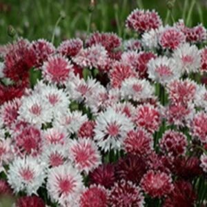 Cornflower Classic Romantic Seeds