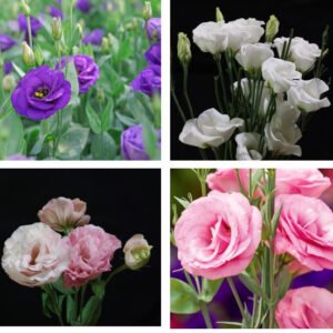 Lisianthus Echo Series Mixed F1 Seed
