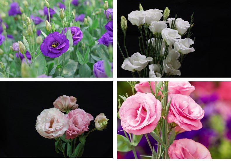 savelisianthus.jpg