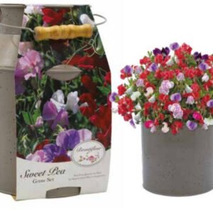 Bees Sweet Pea Seeds Little Sweet Heart -  Milk Churn Growing Kit