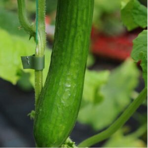 Cucumber Telepathy Seeds