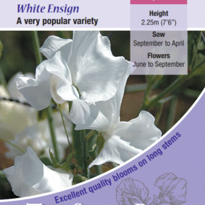 Kings Seeds Sweet Pea White Ensign 20 Seeds