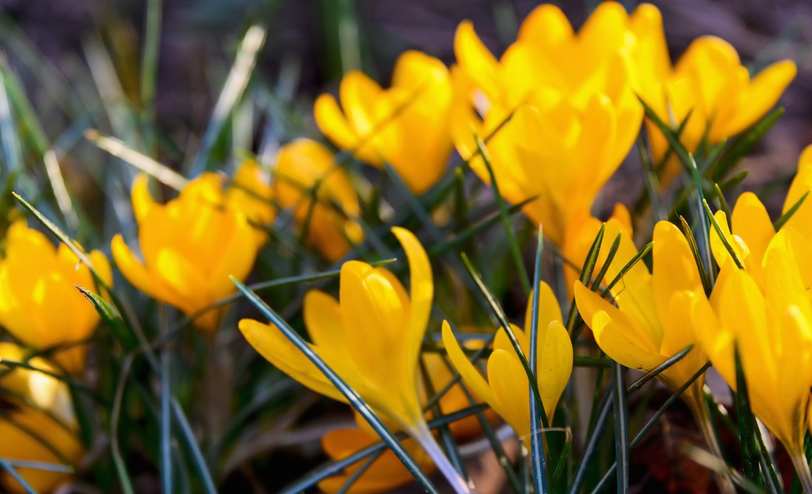 yellowcrocus2_comp_e3f296f7-89f7-4301-b8d9-4115c5e142b0-scaled-1.jpg